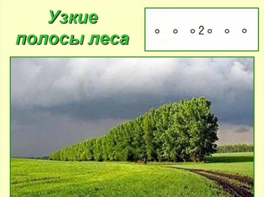 Полоса леса 11 букв. Полоса леса 11 букв. Полезащитные лесные полосы. Полезащитные лесные полосы. Полоса леса 11 букв.