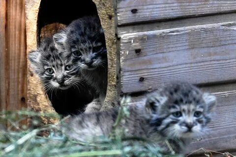 Котята манула в новосибирском зоопарке