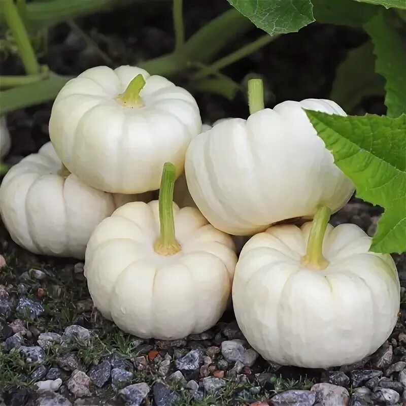 Super Moon F1 Pumpkin varieties, Seeds, Growing pumpkins