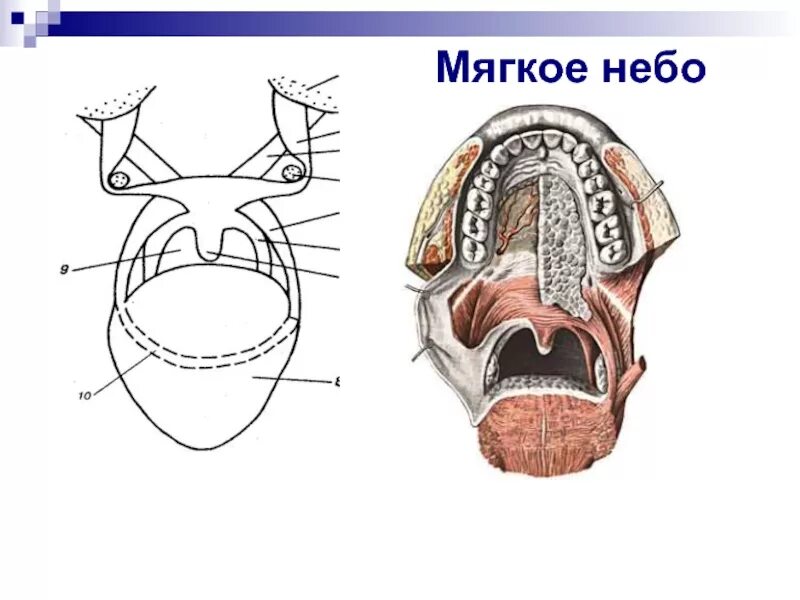 Строение мягкого неба анатомия. Твердое и мягкое небо анатомия. Плавный и мягкий