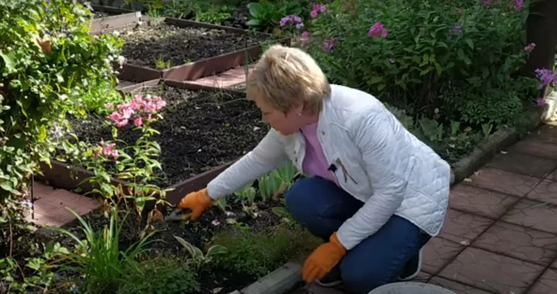 Уход за флоксами весной после зимы