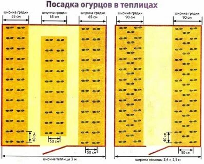 Посадка огурца в теплице расстояние