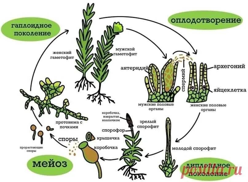 Цикл развития мха Кукушкин лен схема. Жизненный цикл мха Кукушкин лен схема. Цикл развития мхов схема. Стадии жизненного цикла мха сфагнума. Женский гаметофит образован