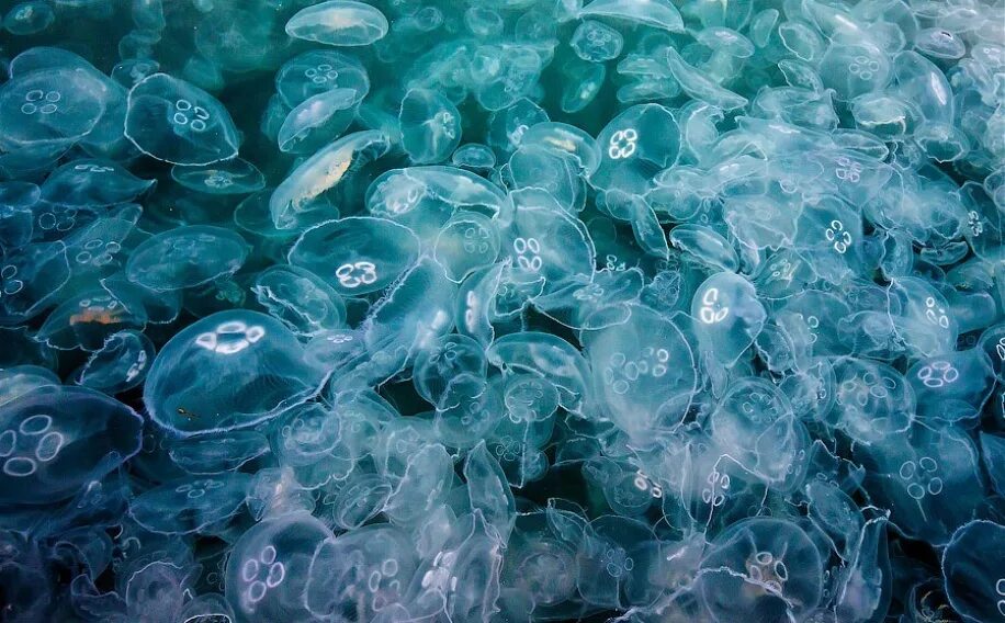 Почему много медуз. Нашествие медуз в Крыму. Медузы в Балаклаве. Медузы черного моря. Медуза в море.