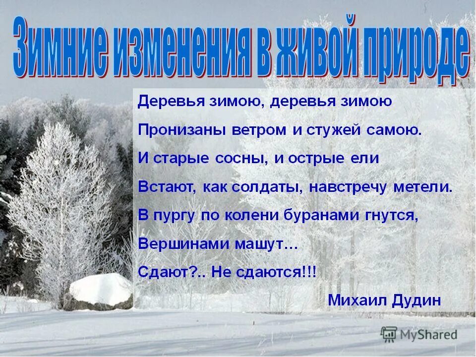 Какие явления можно наблюдать в живой природе. Зимние явления в живой природе. Явления живо природы зимой. Явления живой и неживой природы зимой. Зимние явления в живой природе зимой.