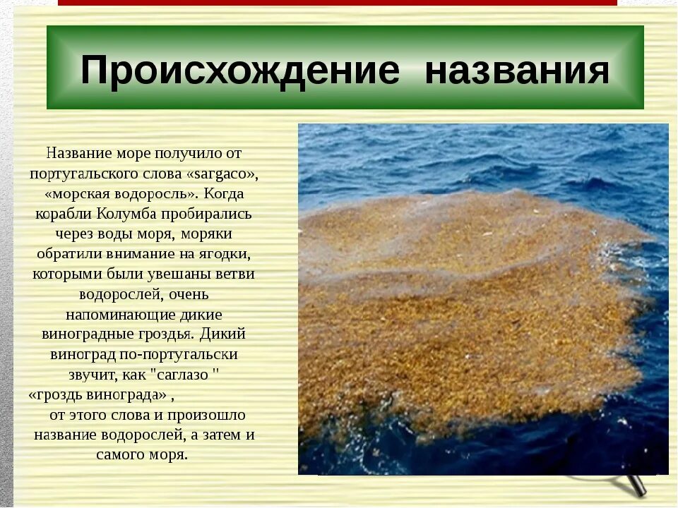 Почему водоросли назвали водорослями. Саргассово море водоросли саргассум. Саргассово море презентация. Презентация на тему Саргассово море. Саргассово море доклад.