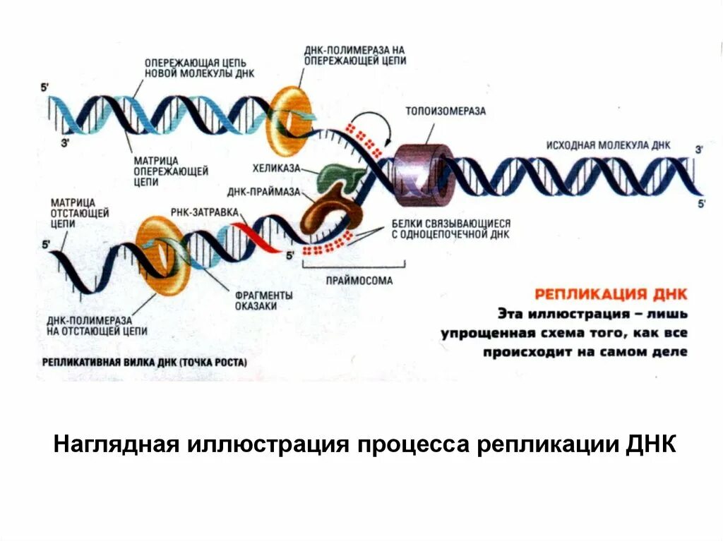 Ферменты расщепляющие днк. ДНК полимераза репликация ДНК. Репликация молекулы ДНК. Последовательность ДНК. Схема репликации молекулы ДНК.