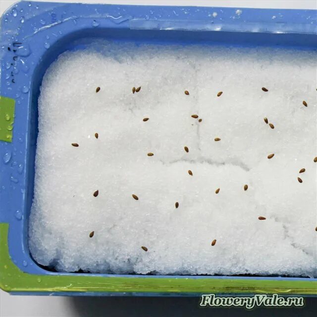 семена под снегом. семена под снег. семена под снег. семена под снег. семена под снег.