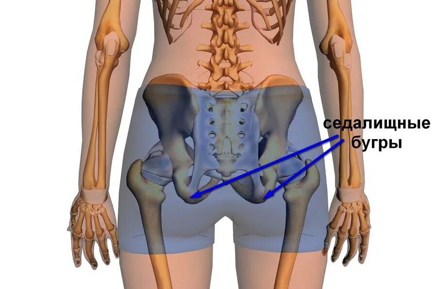 Боль в пояснице в паху ногах. Седалищные Бугры таза. Седалищный бугор анатомия. Седалищный тазобедренный сустав. Седалищный бугорок.