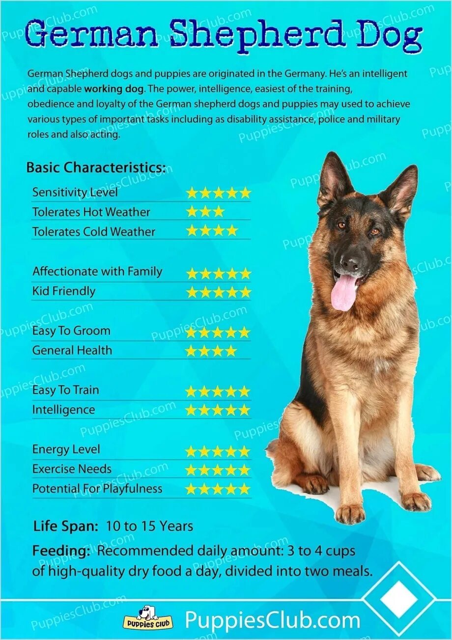 Чем кормить немецкую овчарку в 2. Чем кормить овчарку. таблица german shepherd puppy. чем кормить немецкую овчарку. меню для взрослой немецкой овчарки на каждый день.