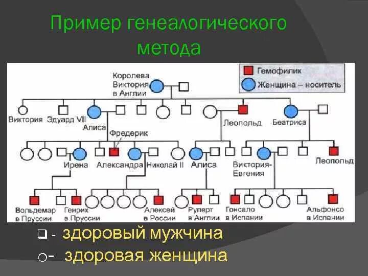 Метод основанный на построении и изучении родословных. Пример родословной в генетике. составление родословной генеалогический метод.