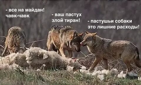 Волк их вели них