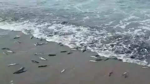 Погода в стародубское сахалинской