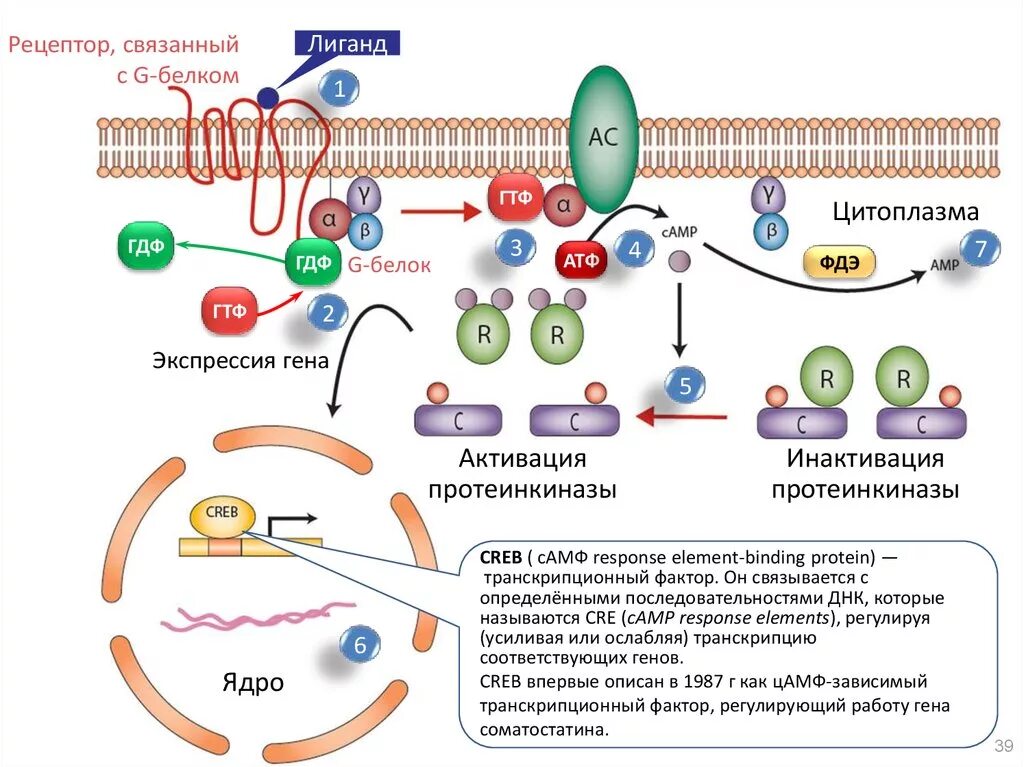 Механизм сигнала g белка. Рецепторы, взаимодействующие в g-белками. Механизм трансдукции сигнала рецепторов g протеина. Рецептор сопряженный с g-белком. Сигнала фермент