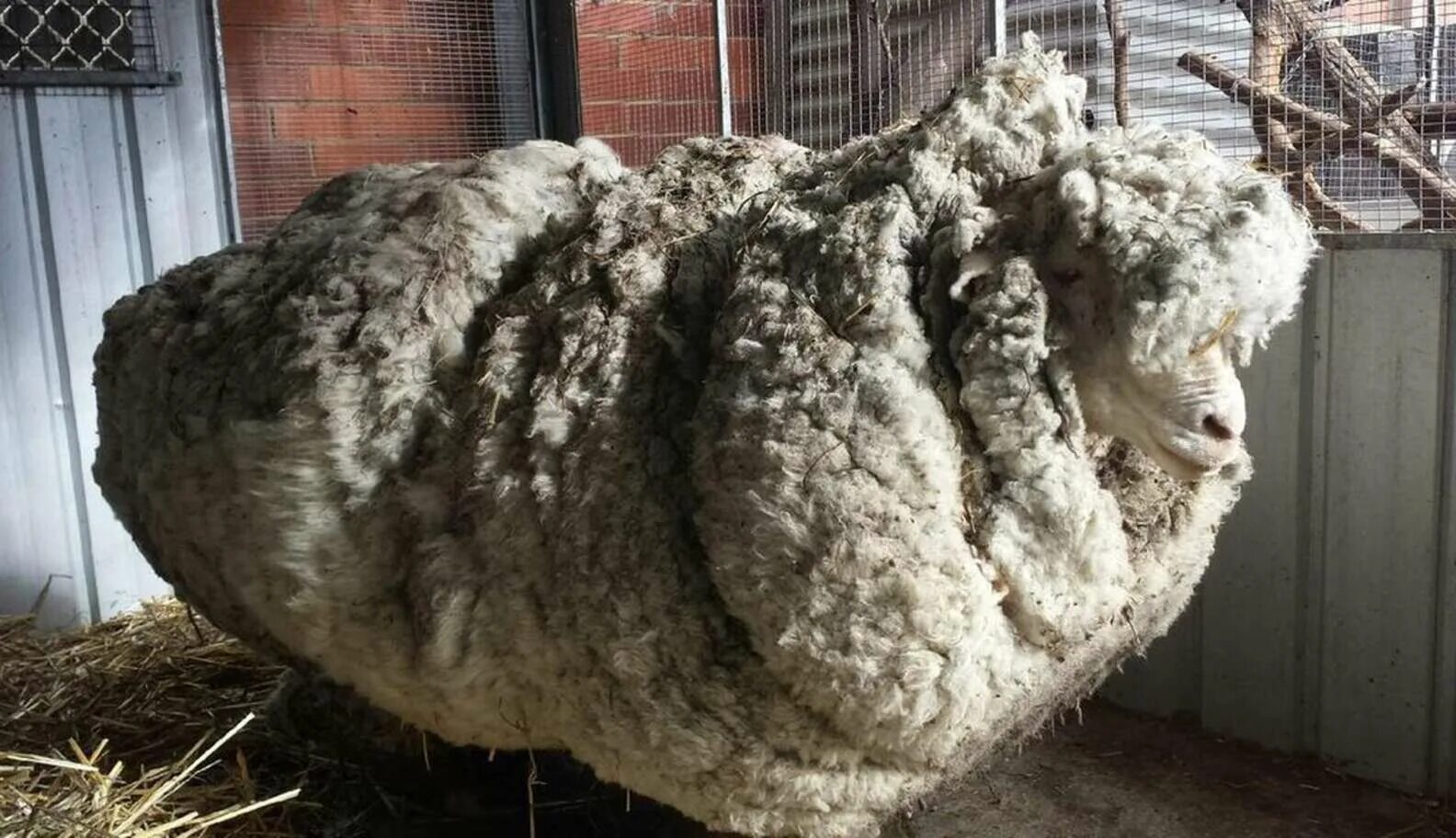 После овец. После овец. Стрижка овец на руси. Подстриженная овца. Крис самый лохматый баран в мире.
