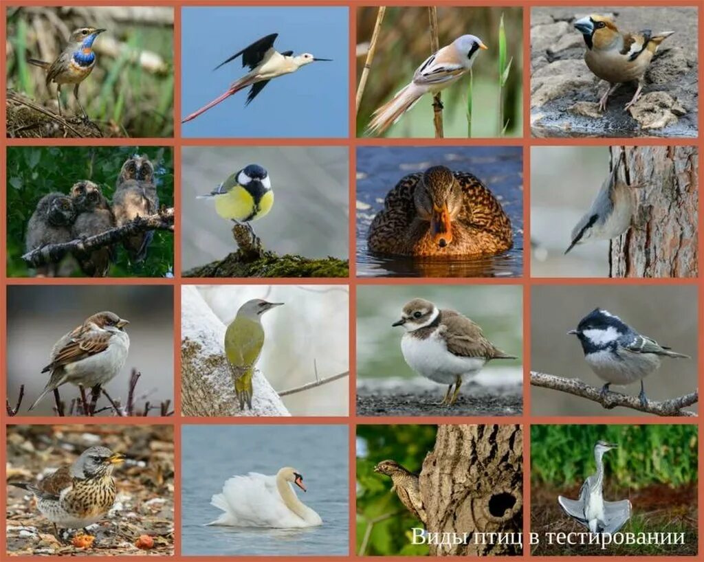 Название птиц много. Многообразие птиц. Биоразнообразие птиц. Птицы многообразие видов. Птицы России.