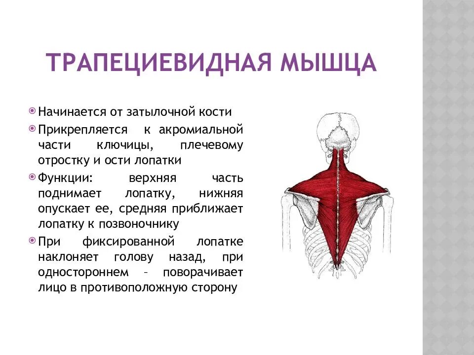 Верхняя трапециевидная. Трапециевидная мышца спины функции. Трапециевидная мышца место прикрепления спереди. Трапециевидная мышца спины начало и прикрепление функции. Трапециевидная мышца шеи функции.