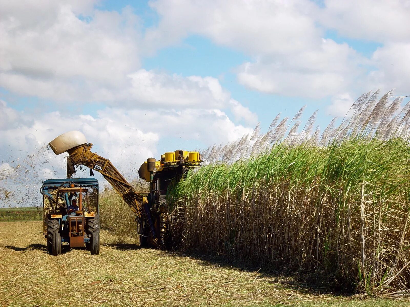 Сахарный тростник производство. Сельское хозяйство Бразилии сахарный тростник. Австралия сельское хозяйство сахарный тростник. Сахарный тростник в Луизиане. Фиджи сахарный тростник.
