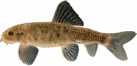 Rufa model