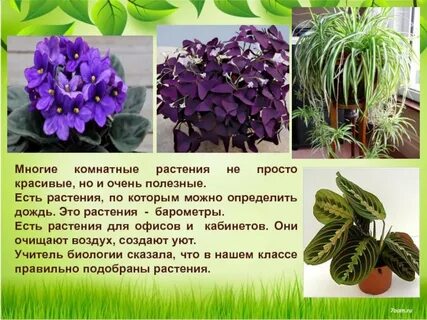 Какие растения приносят