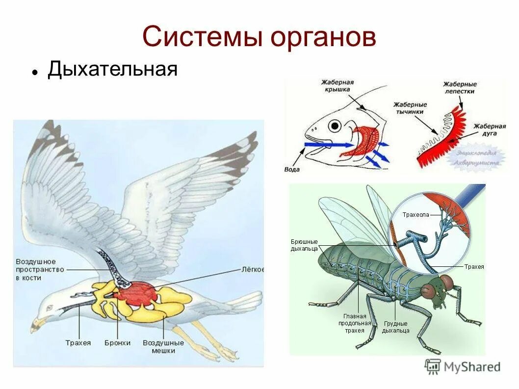 Особенности дыхания зверей