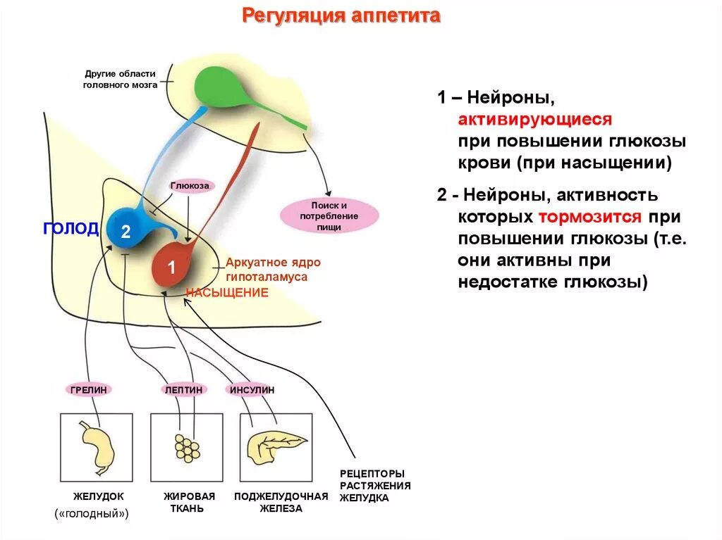 Инсулин и гипофиз. Функции ядер гипоталамуса физиология. Схема расположения ядер гипоталамуса. Функции передней группы ядер гипоталамуса. Латеральные ядра гипоталамуса функции.