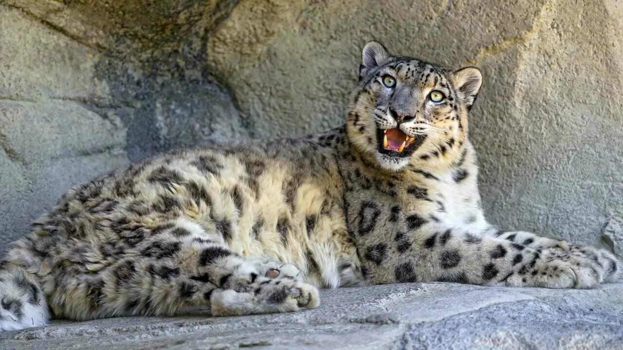 Барс кошка фото