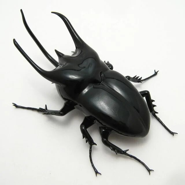 Индонезийский жук-атлас Chalcosoma atlas фотография Stock Adobe Stock