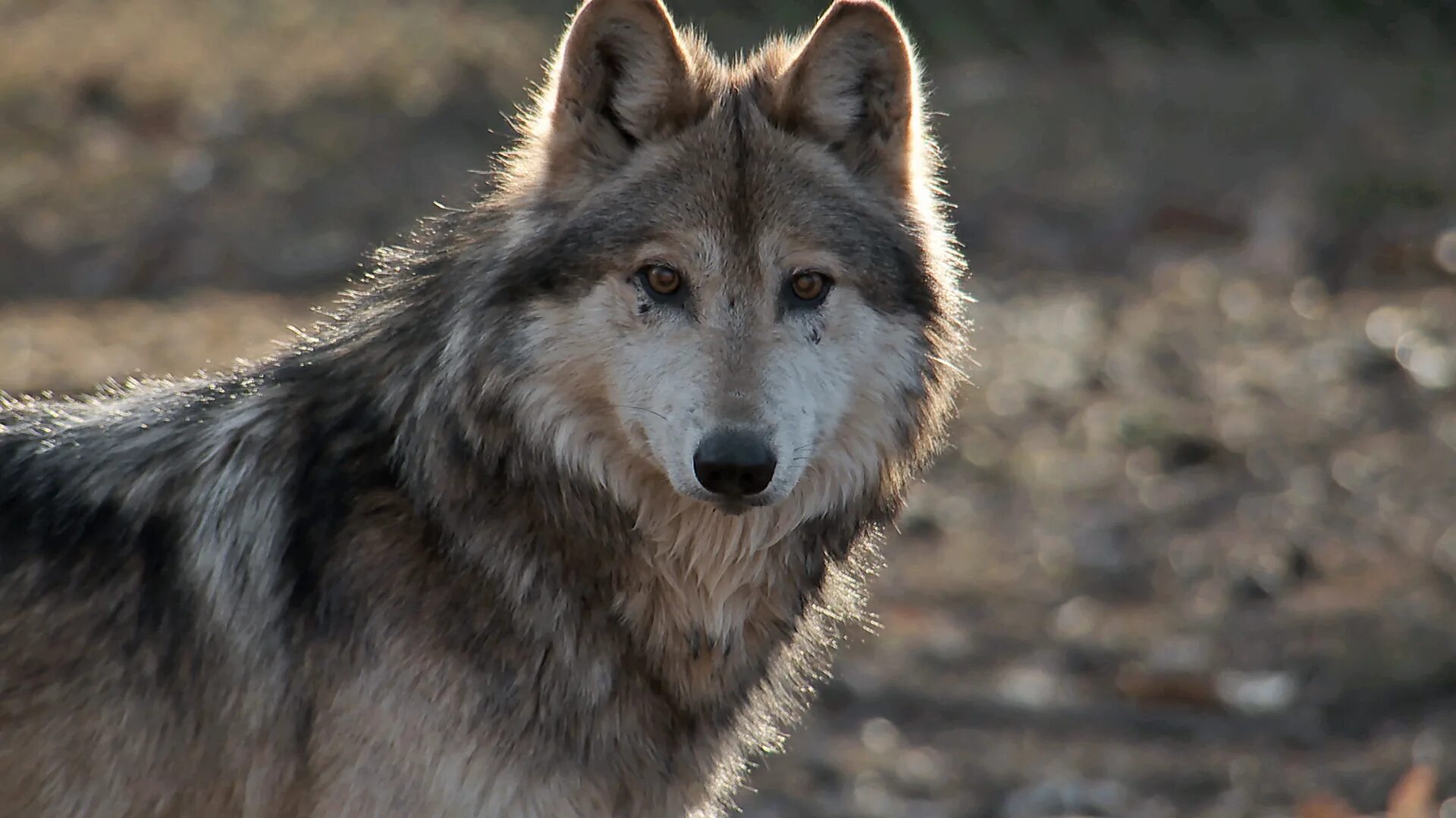 Вольф новое. Кенайский волк. Мексиканский серый волк. Гордый волк. Волк фото.