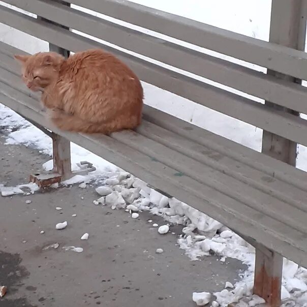 Рыжий кот скамейка в новороссийске. Скамейка. Я к скамейке подхожу. Фотосессия свадебной прогулки в парке. Я к скамейке подхожу.
