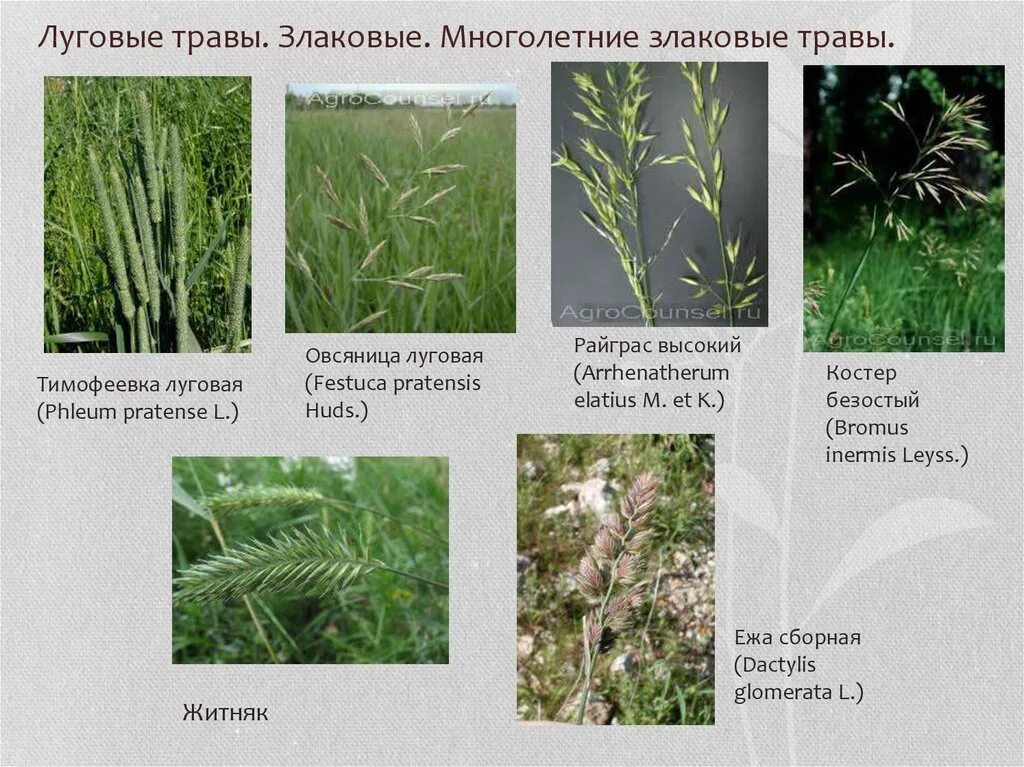 Вейник купить в питомнике растений Райский сад