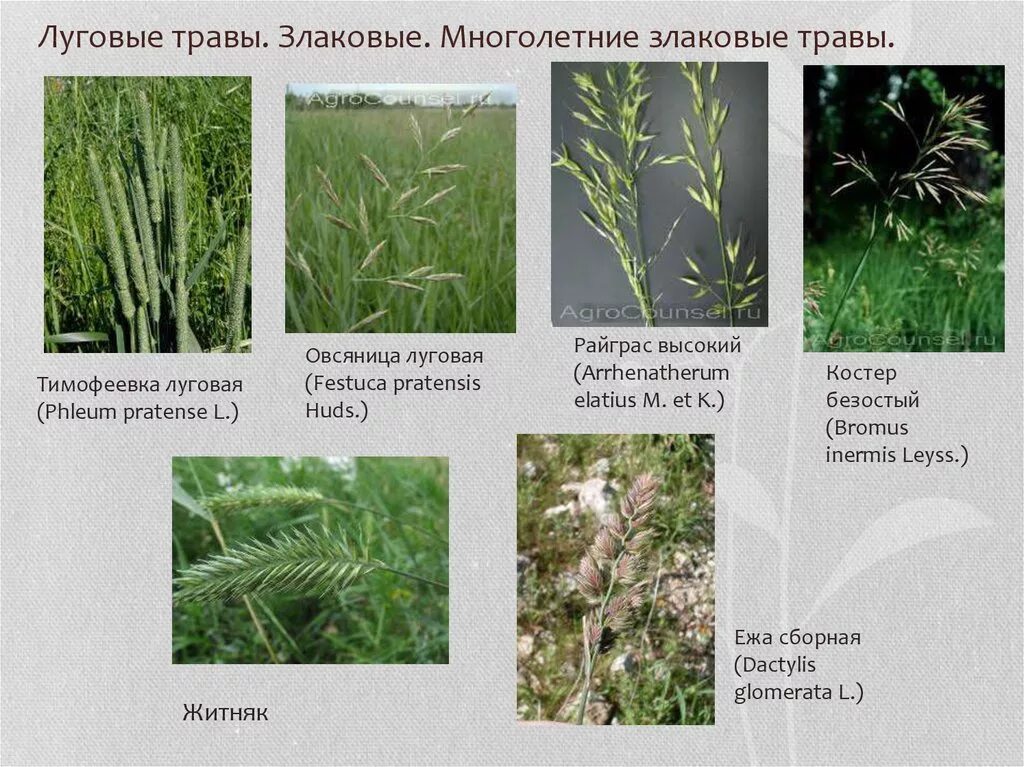 Злаки виды названия. Сорные растения злаковые растений. Мятлик, овсяница Луговая, Тимофеевка. Лисохвост и райграс. Райграс, Тимофеевка, овсяница, Житняк, мятлик.