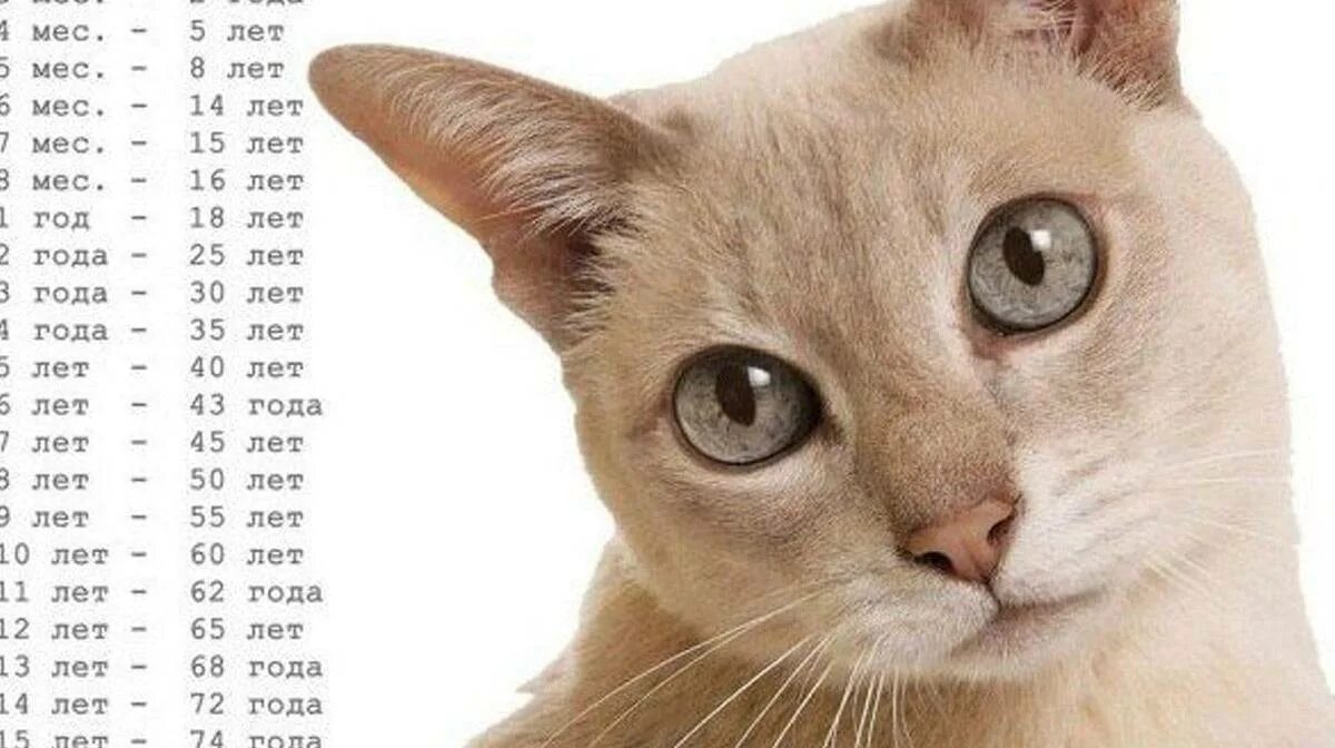 Как узнать сколько лет кошке. Как узнать сколько лет кошке