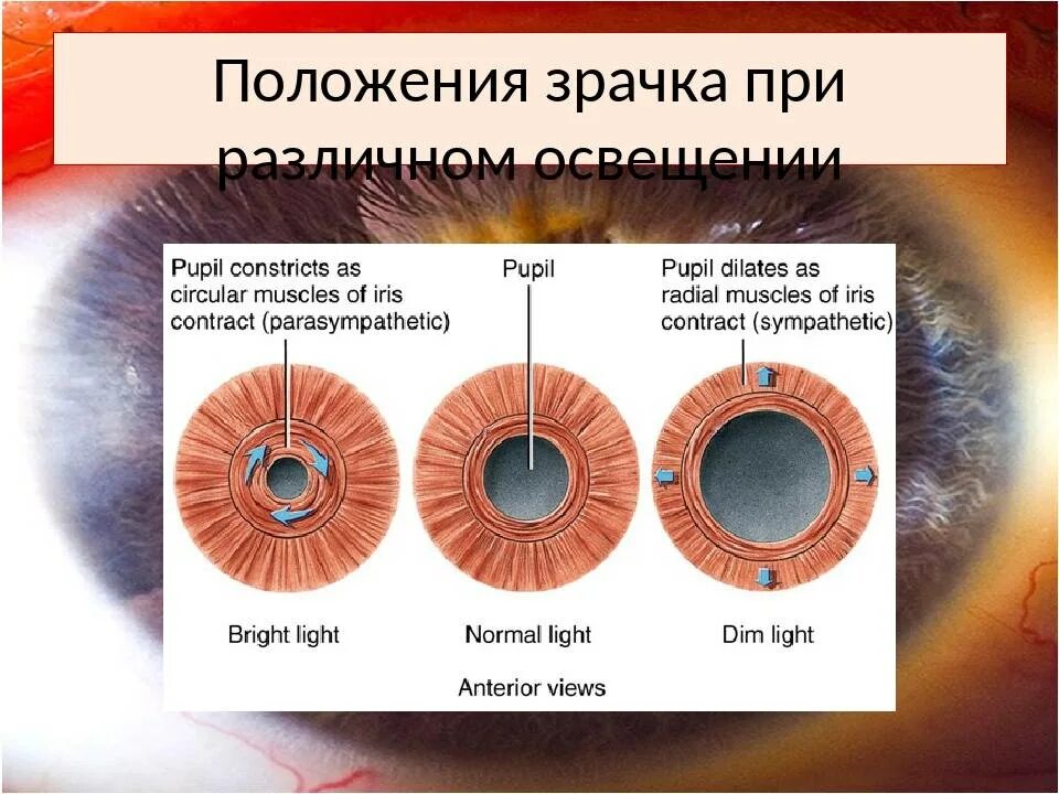 Вид мышечной ткани сужающий расширяющий зрачок глаза. Нормальный размер зрачков. Диаметр зрачка глаза. Изменение диаметра зрачка. Нормальная величина зрачка.