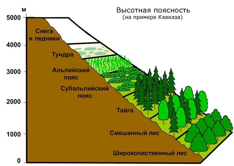 Растения высокой поясности. Субтропики Высотная поясность. Зоны ВЫСОТНОЙ поясности РФ. Высотная поясность гор Кавказа рисунок. Зоны ВЫСОТНОЙ поясности в России.