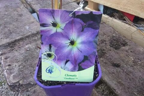 Клематис клаудберст описание