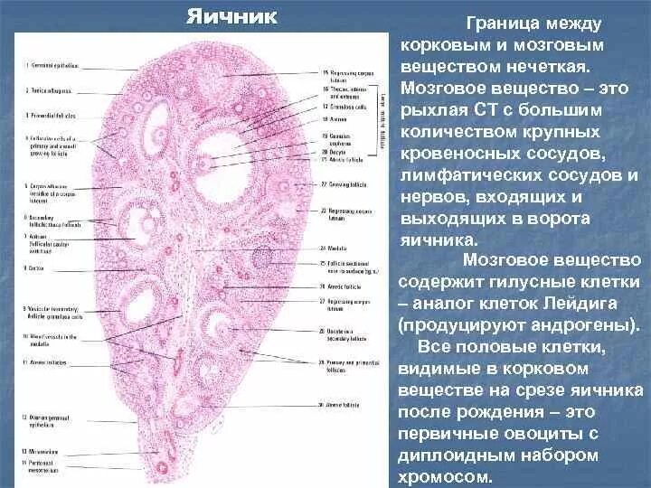 Яичник гистология препарат. Яичник млекопитающего препарат гистология. Поперечный срез яичника гистология. Срез коркового вещества яичника. Развитие половых клеток в яичнике