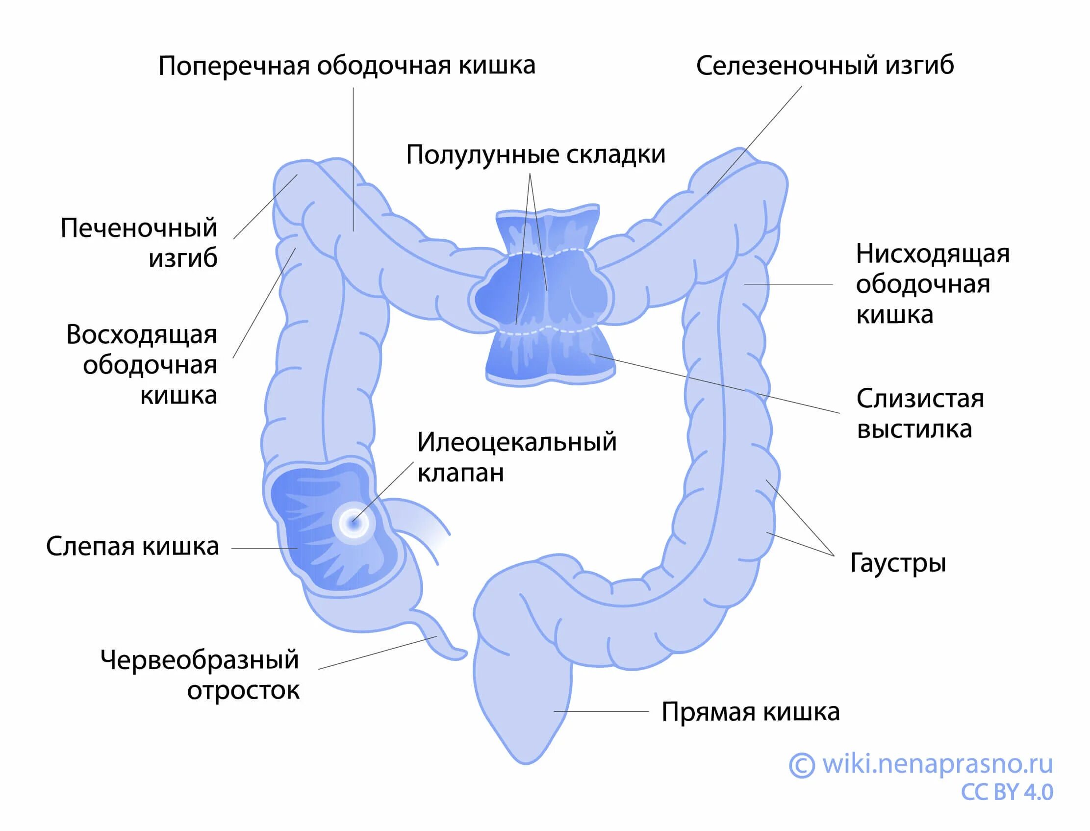 Отделы толстой кишки анатомия. Строение толстой кишки. Строение Толстого кишечника человека схема. Строение толстой кишки анатомия. Толстая кишка среда