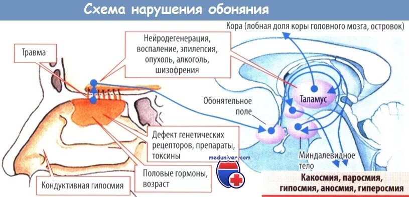 Ковид нюх. Нарушение обоняния. Нарушения обонятельного анализатора. Схема восприятия запаха. Проводящий путь органа обоняния схема.