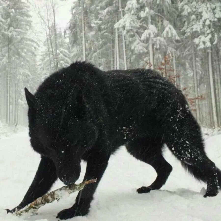 Волкособ черный. Черный канадский волк Акелла. Волкособ Акелла.