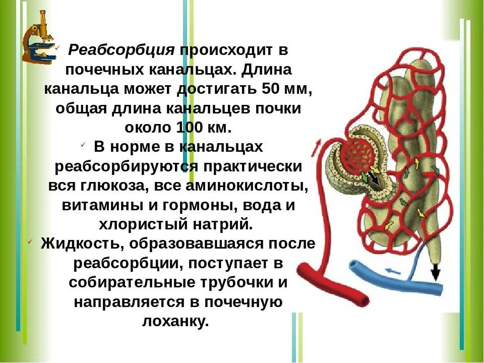 Какой процесс происходит в канальцах нефрона. Нефрон почки реабсорбция. Обратное всасывание почки. Где происходит реабсорбция в почках. Процесс реабсорбции.