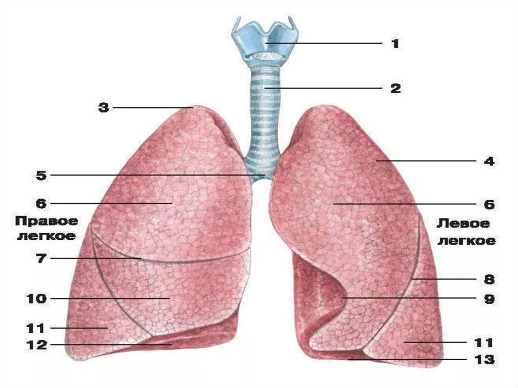 Что такое легкие. Анатомия дыхательной системы человека легкие. Строение легких доли. Дыхательная система человека анатомия доли лёгкого. Дыхательная система органов дыхания рис 52.