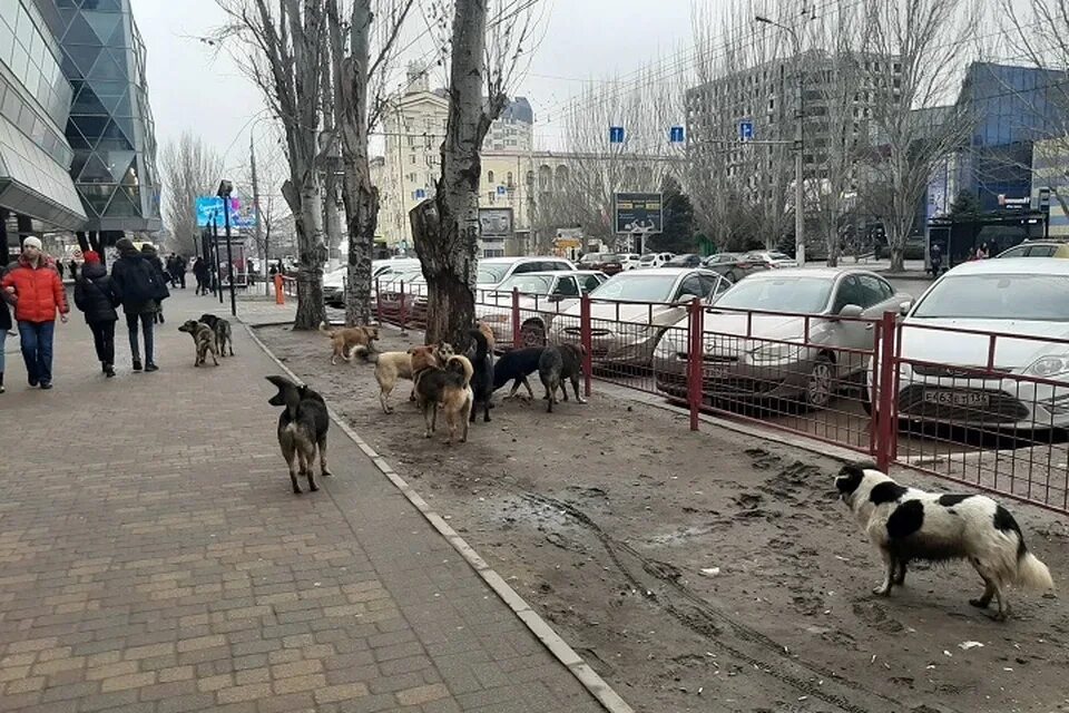Бездомный пес. Бродячие собаки волгоград. Собаки в волгограде. Бездомные собаки. Стая дворовых собак.