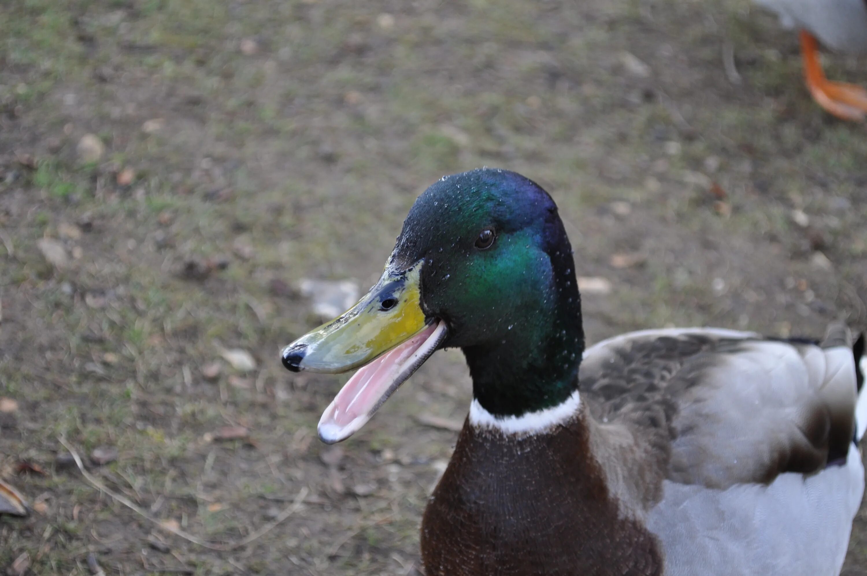 Duck com. Утка крякает. Селезень крякает. Кряканье утки. Утка крякнула.