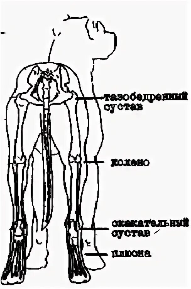 Суставы задней лапы собаки. Суставы задней конечности собаки. Скакателтныц сустав у собак. Анатомия скакательного сустава собаки. Суставы собаки задние лапы.