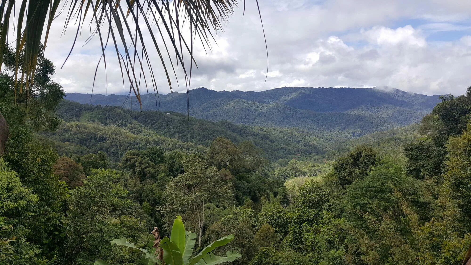 Amazon borneo congo. Национальный парк Кинабалу (Малайзия). Остров Борнео джунгли. Тропические леса Борнео. Национальный парк Кинабалу (штат Сабах, остров Борнео).