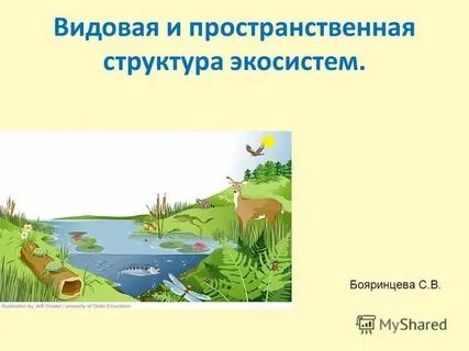 Структура экосистем 11 класс