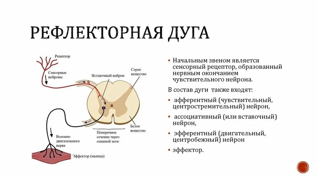 Рефлекторная дуга безуслоаногорефлекса. Рефлекторная дуга безусловного рефлекса. Схема рефлекторной дуги безусловного рефлекса. Схема рефлекторной дуги с обратной связью.