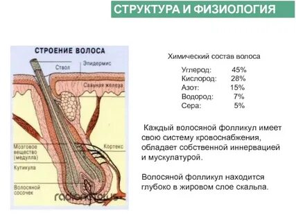 Из чего состоит волосяной покров