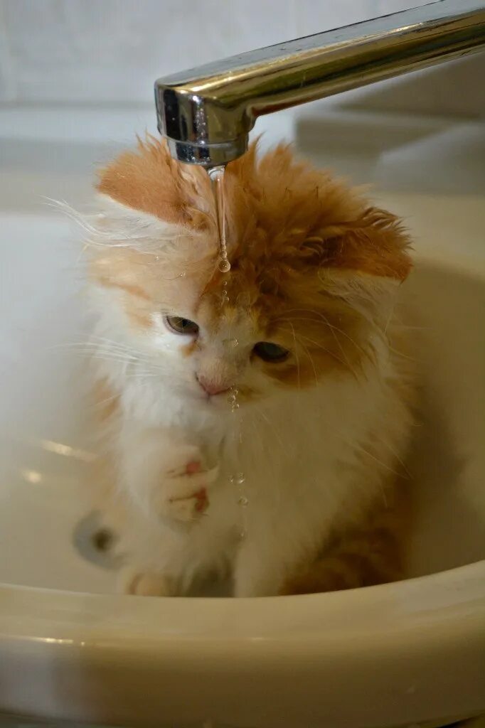 Кот под краном. Котенок умывается. кошка умывает котенка. киса умывается.